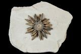 Jurassic Club Urchin (Caenocidaris) - Boulmane, Morocco #179453-2